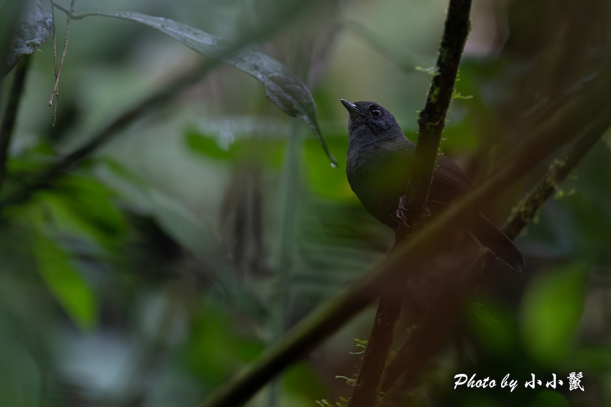 Long-tailed Tapaculo - ML620816872