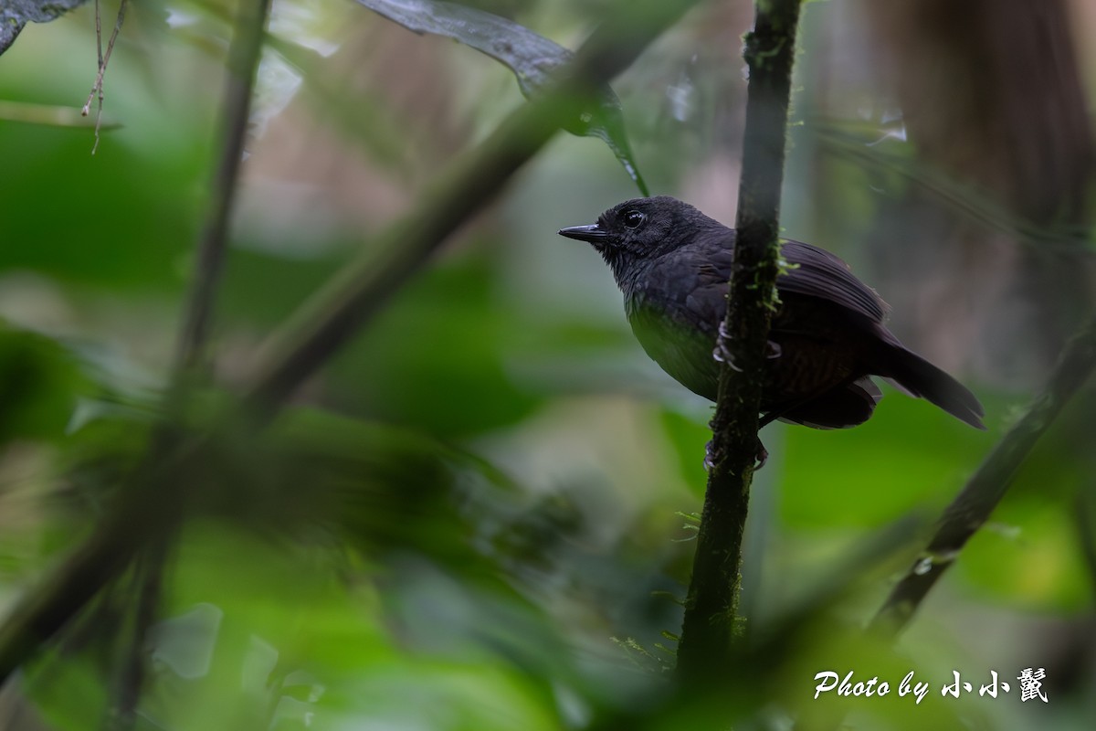 Long-tailed Tapaculo - ML620816873