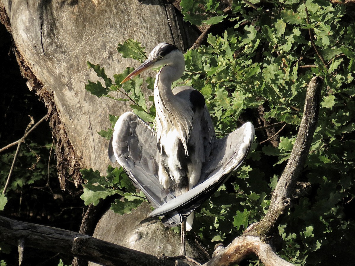 Gray Heron - ML620816876