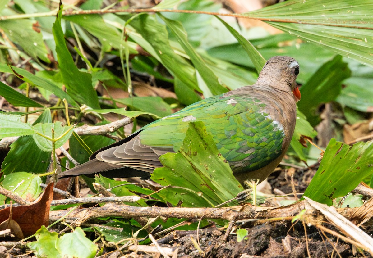 Asian Emerald Dove - ML620816877