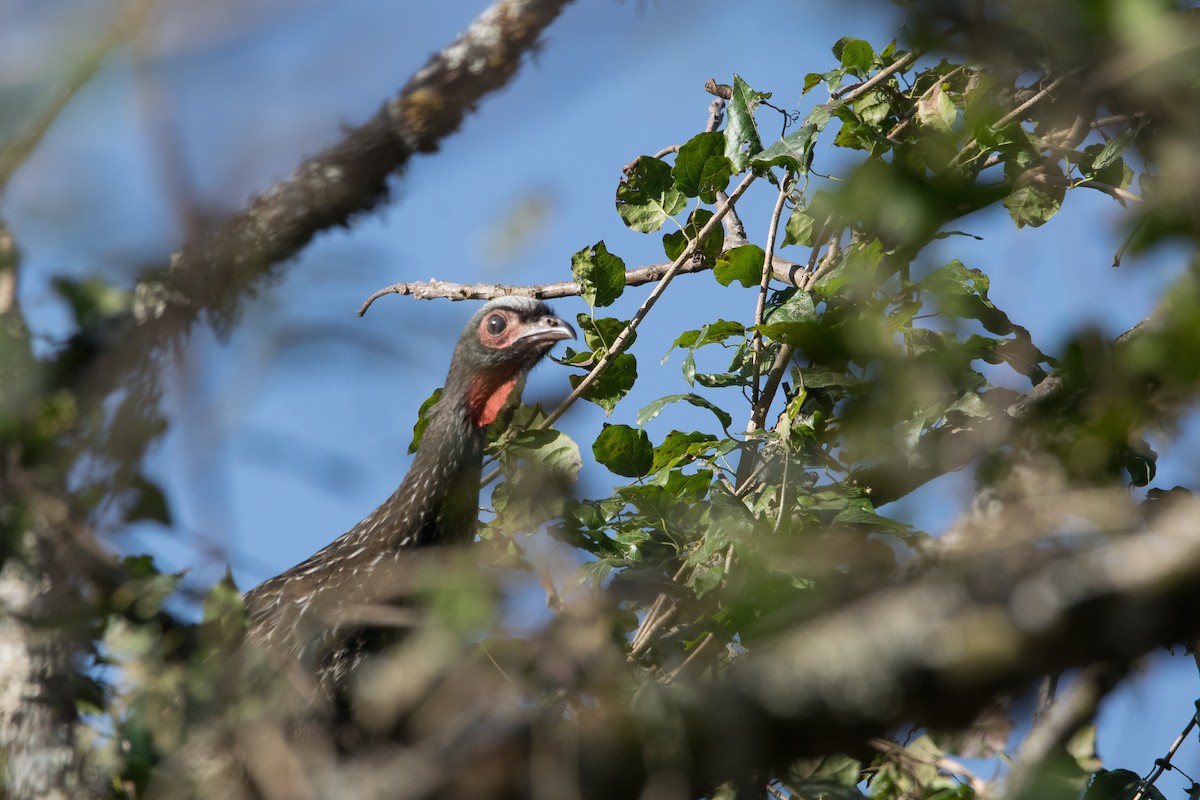 Red-faced Guan - ML620816881