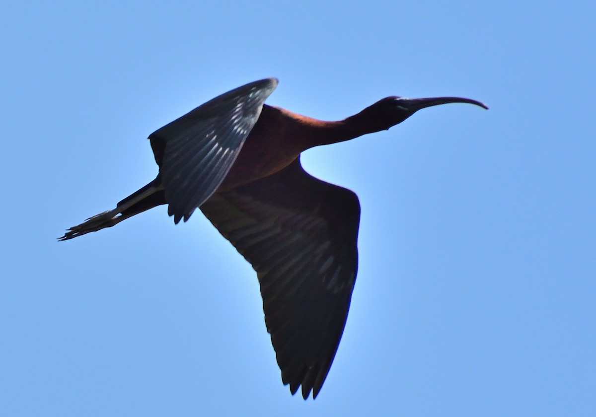 Glossy Ibis - ML620816885