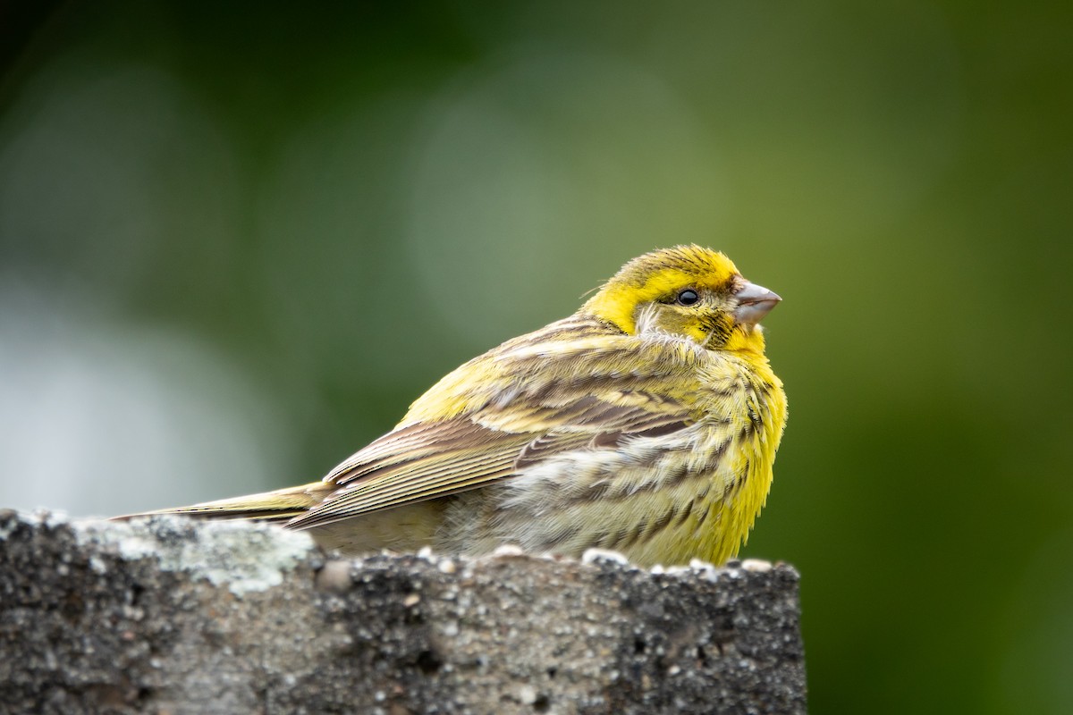 European Serin - ML620816888