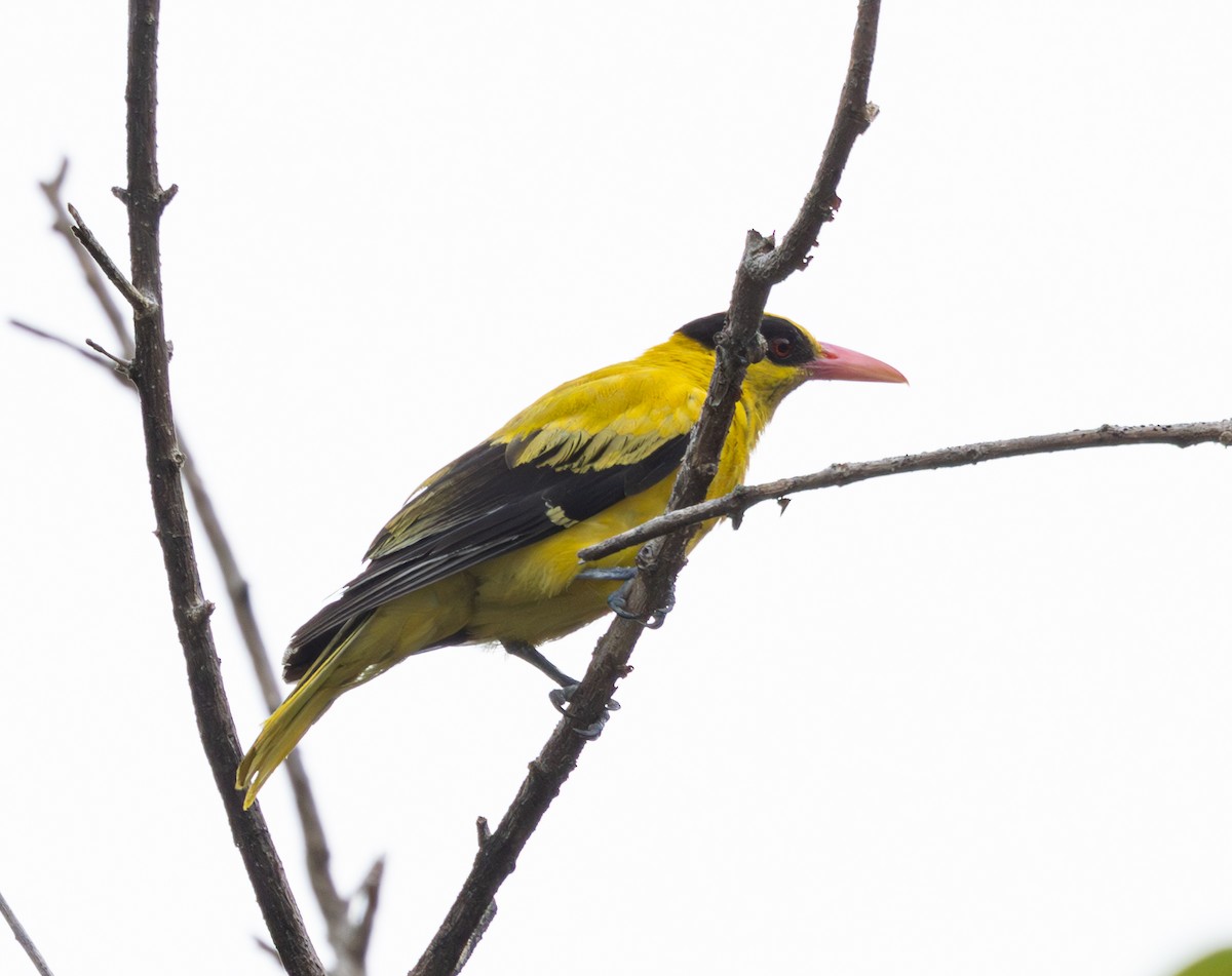 Black-naped Oriole - ML620816889