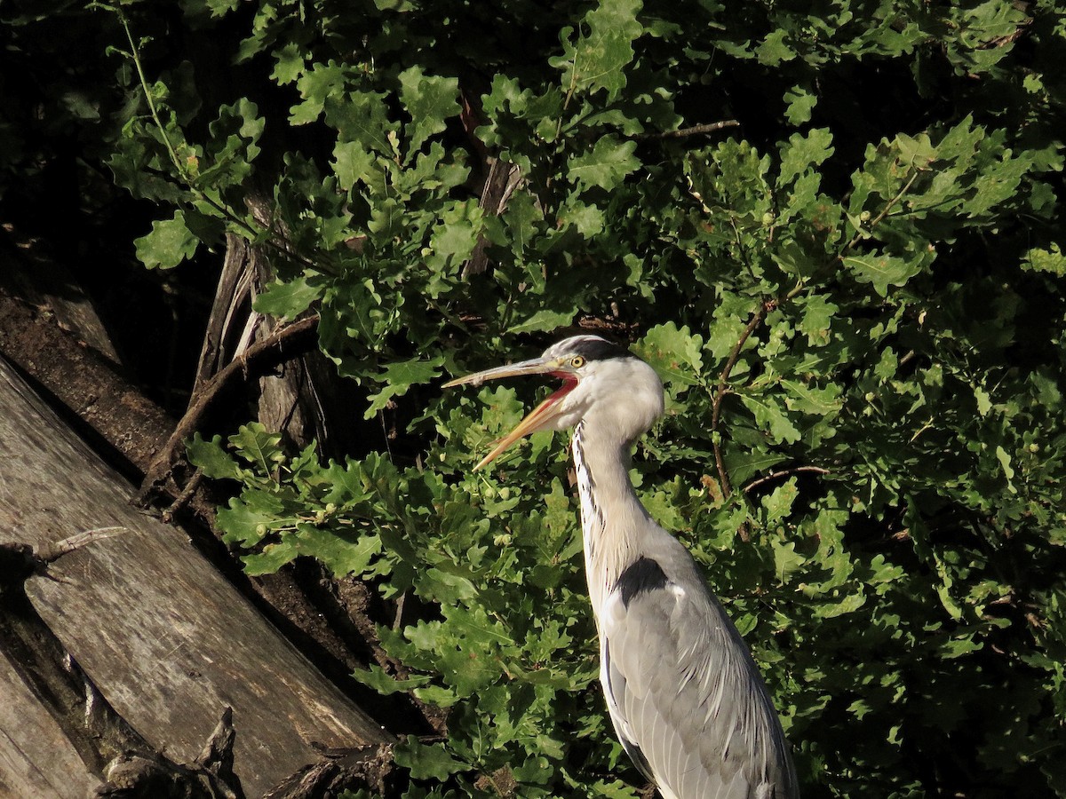 Gray Heron - ML620816895