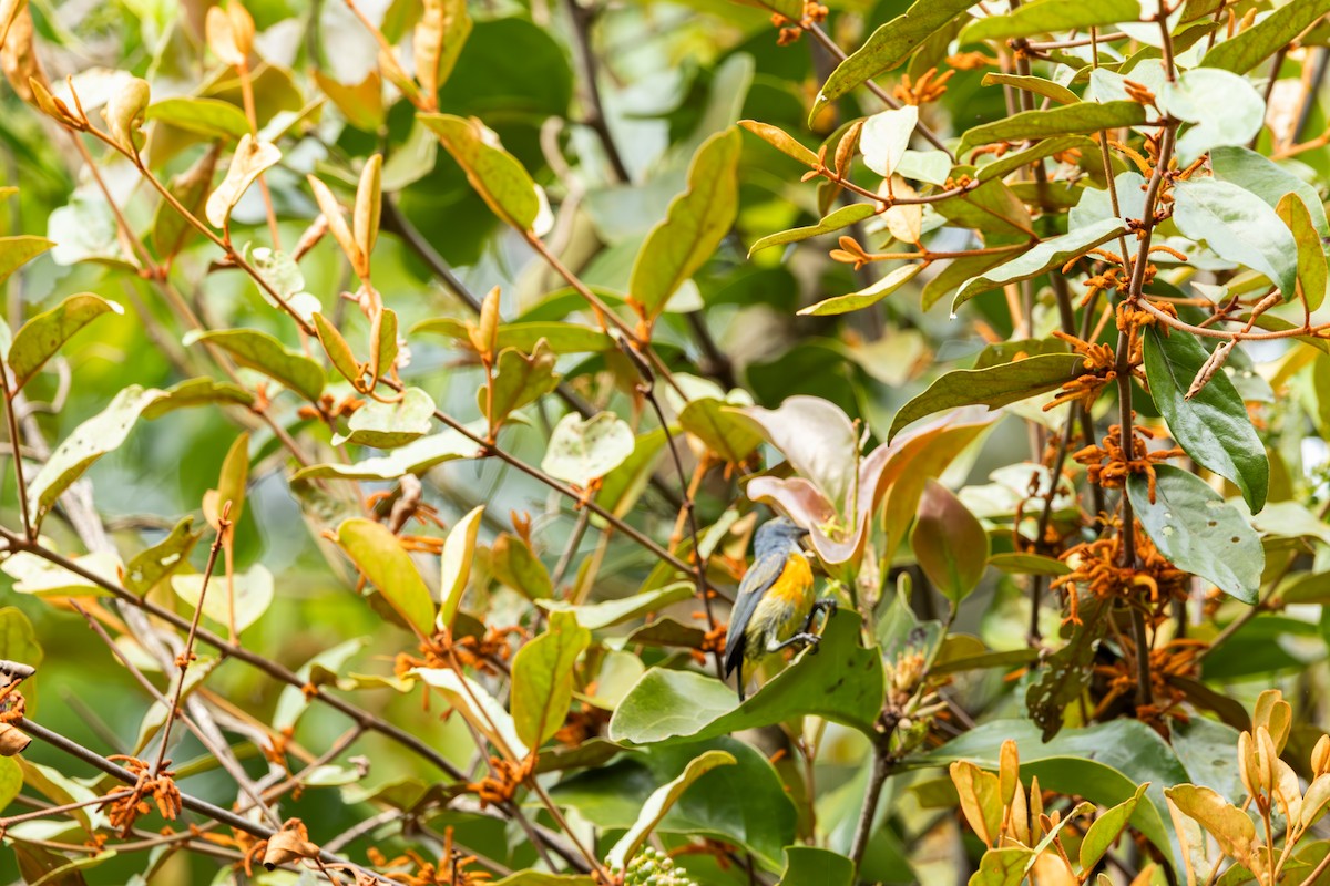 Orange-bellied Flowerpecker - ML620816896