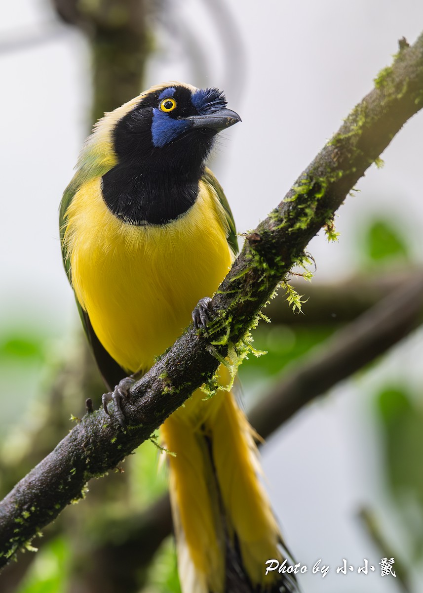 Green Jay (Inca) - ML620816901