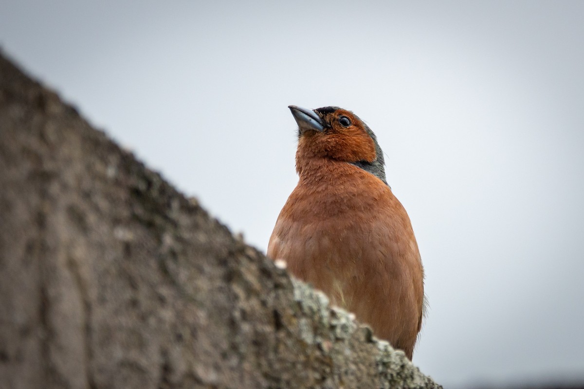 Common Chaffinch - ML620816903