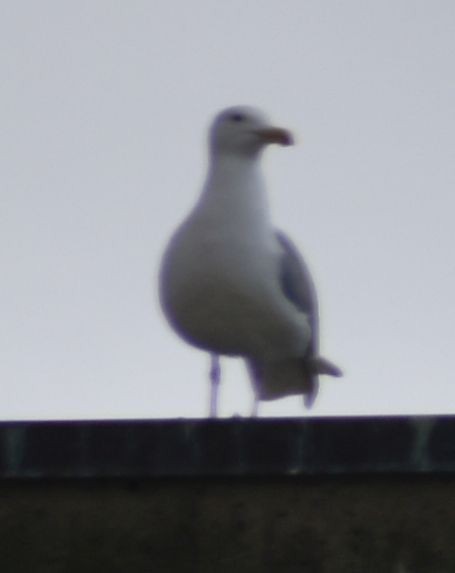 Larus sp. - Sally Anderson