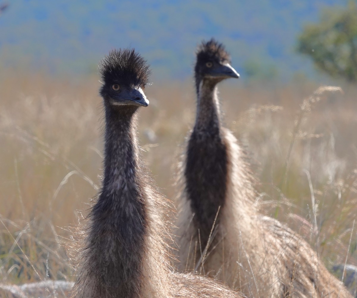 emu hnědý - ML620816918