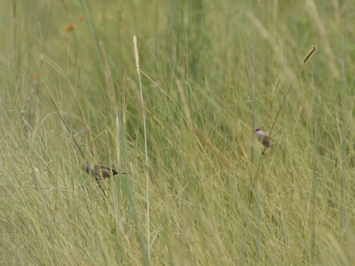 Common Waxbill - ML620816926