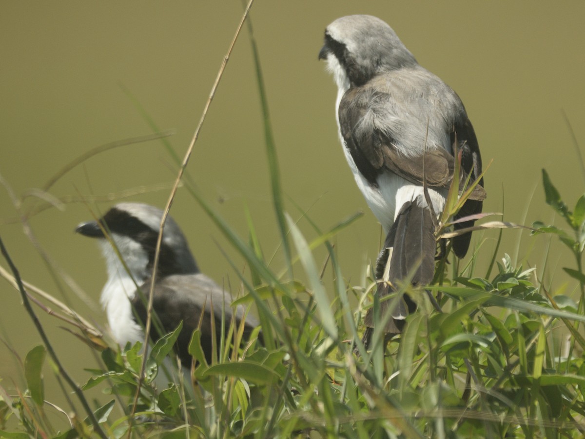 Gray-backed Fiscal - ML620816931