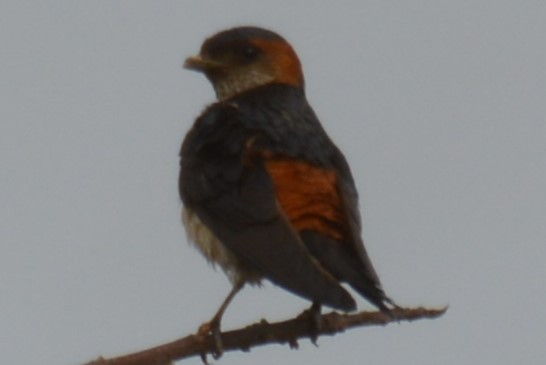 Red-rumped Swallow - ML620816935