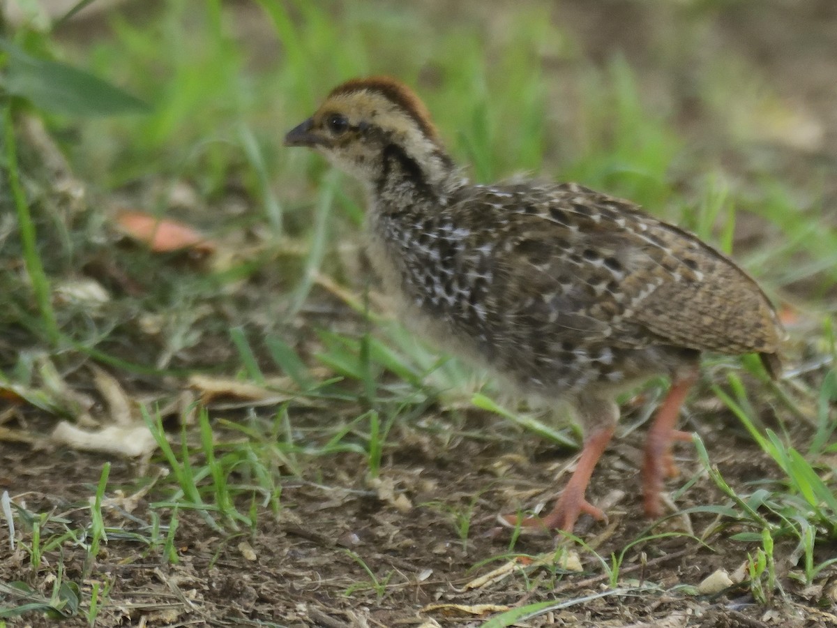 Red-necked Spurfowl - ML620816936