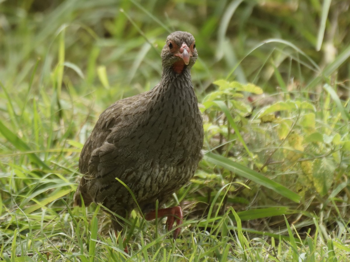 Red-necked Spurfowl - ML620816937