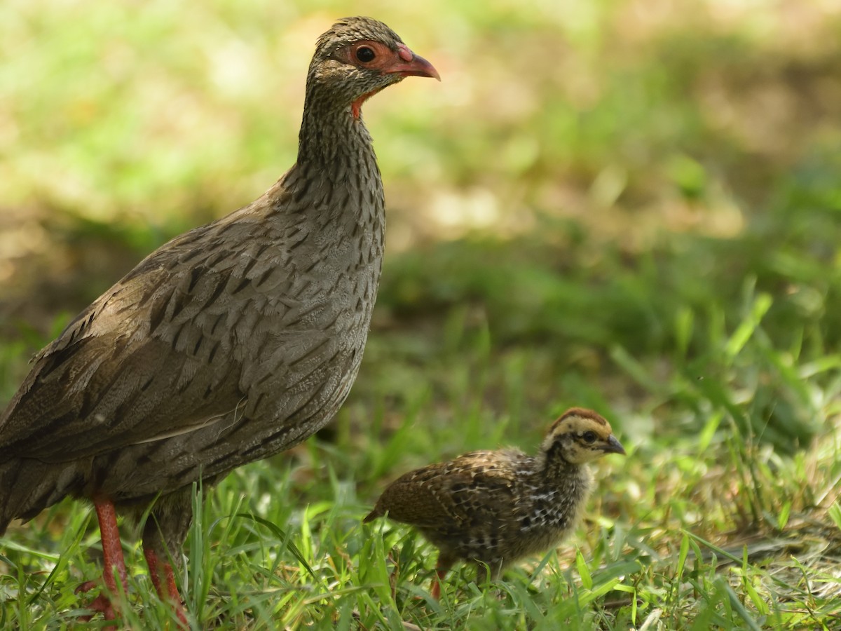 Red-necked Spurfowl - ML620816941