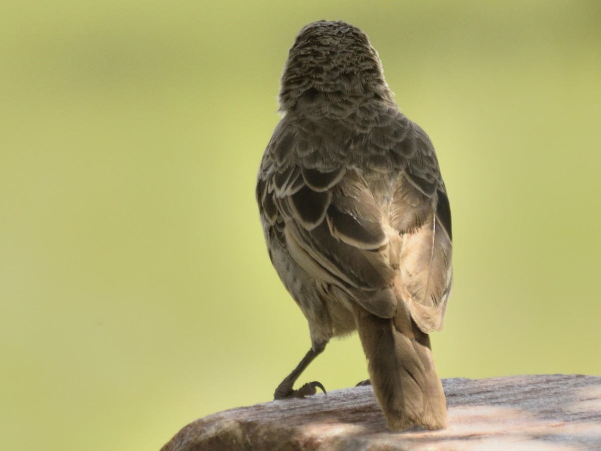 Rufous-tailed Weaver - ML620816944