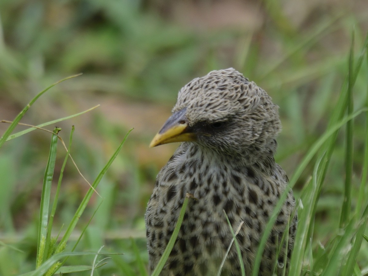 Rufous-tailed Weaver - ML620816945