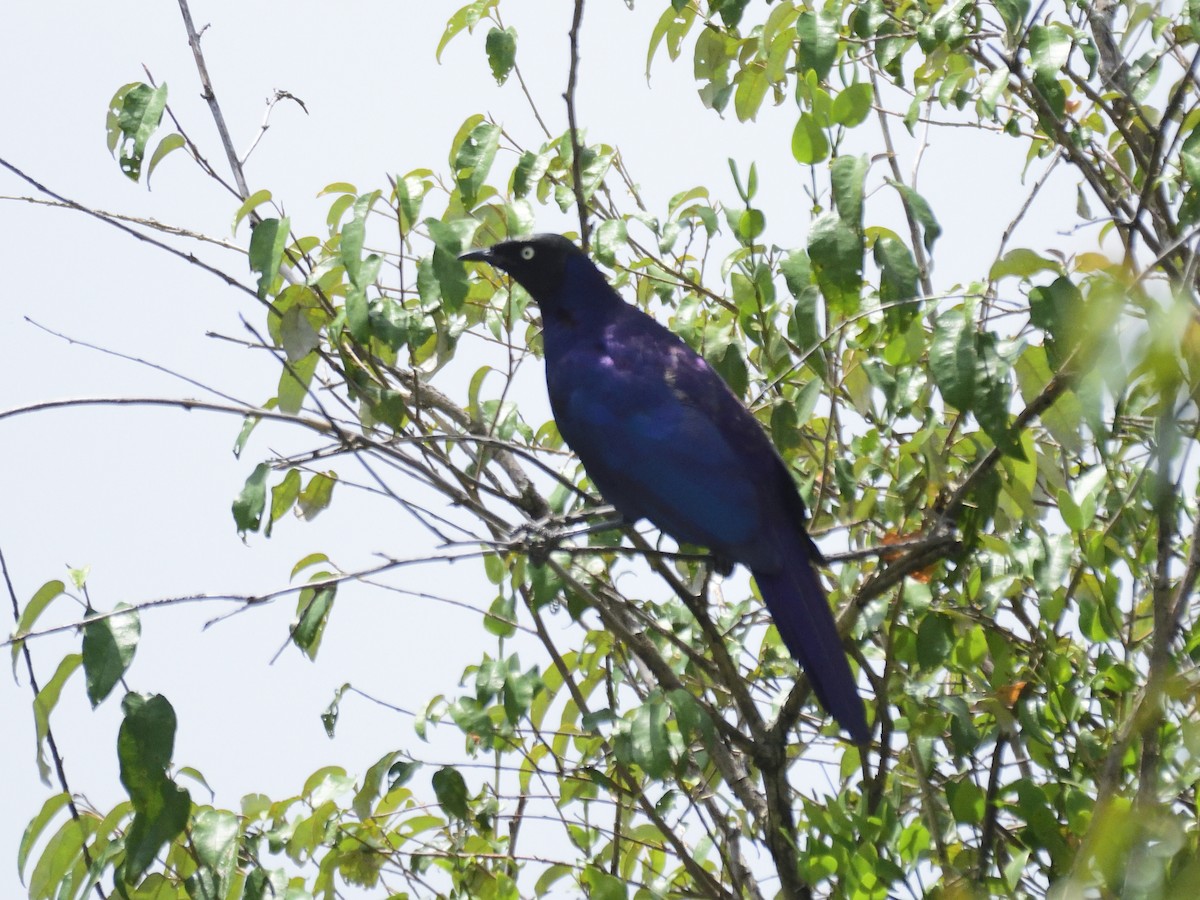 Rüppell's Starling - ML620816951