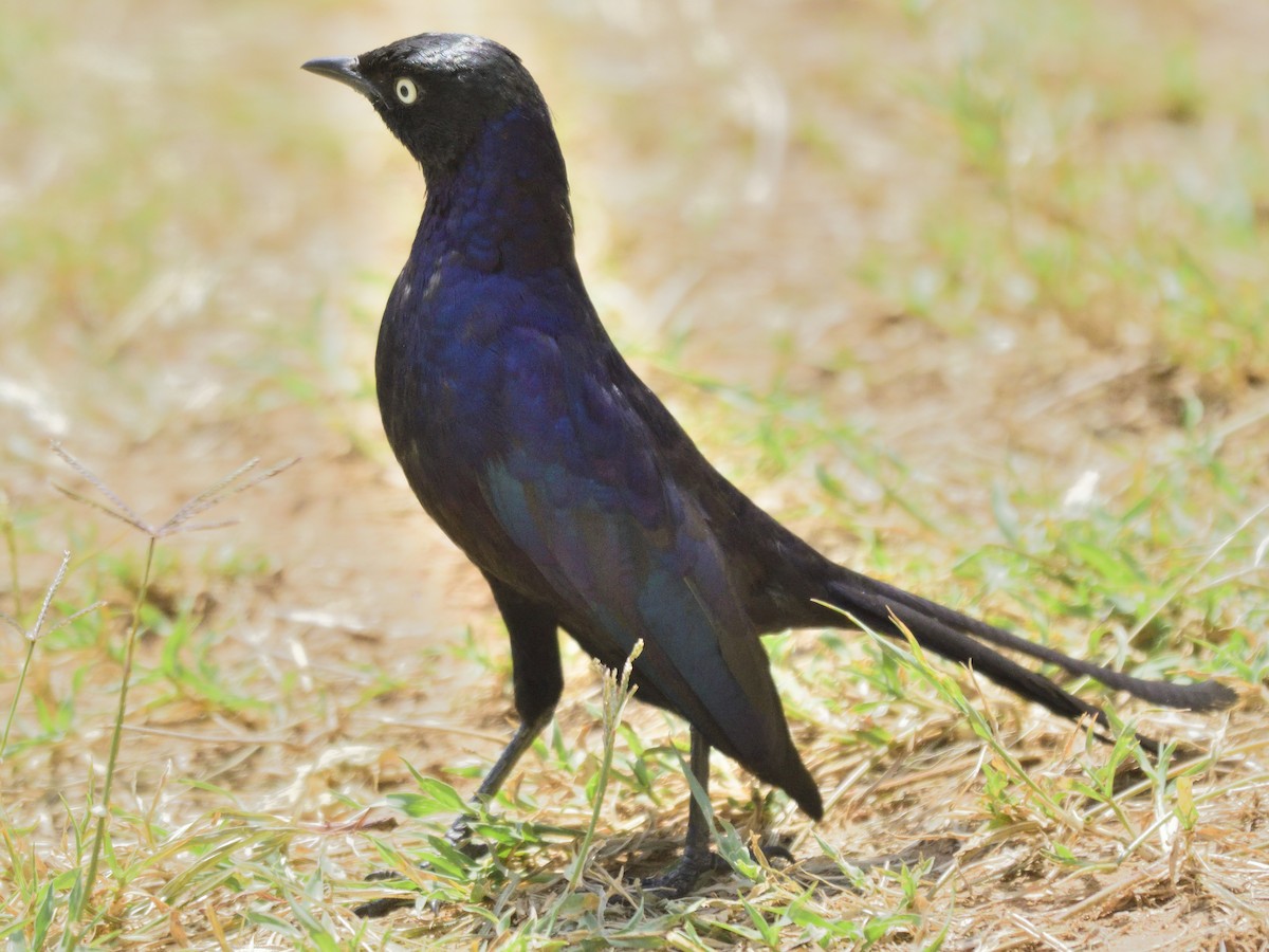 Rüppell's Starling - MAYANK NAMDEO