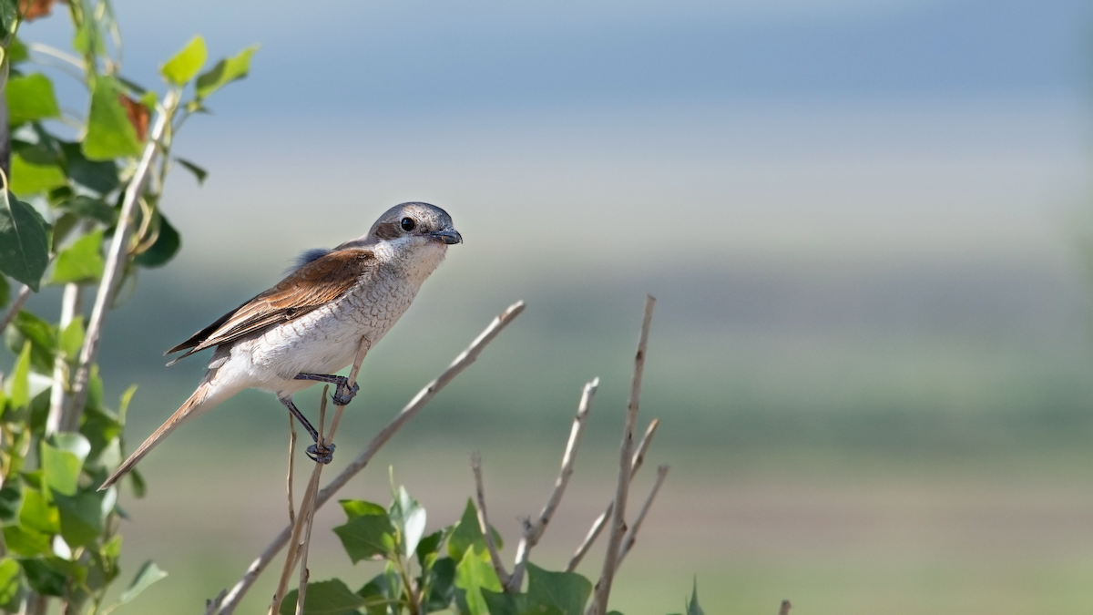 Red-backed Shrike - Alireza Dindar