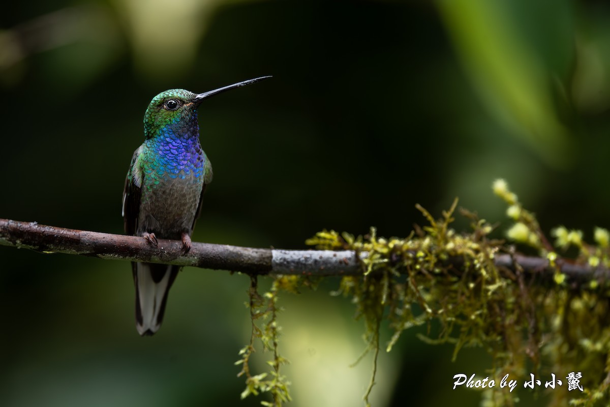 kolibřík zelenohřbetý - ML620816961