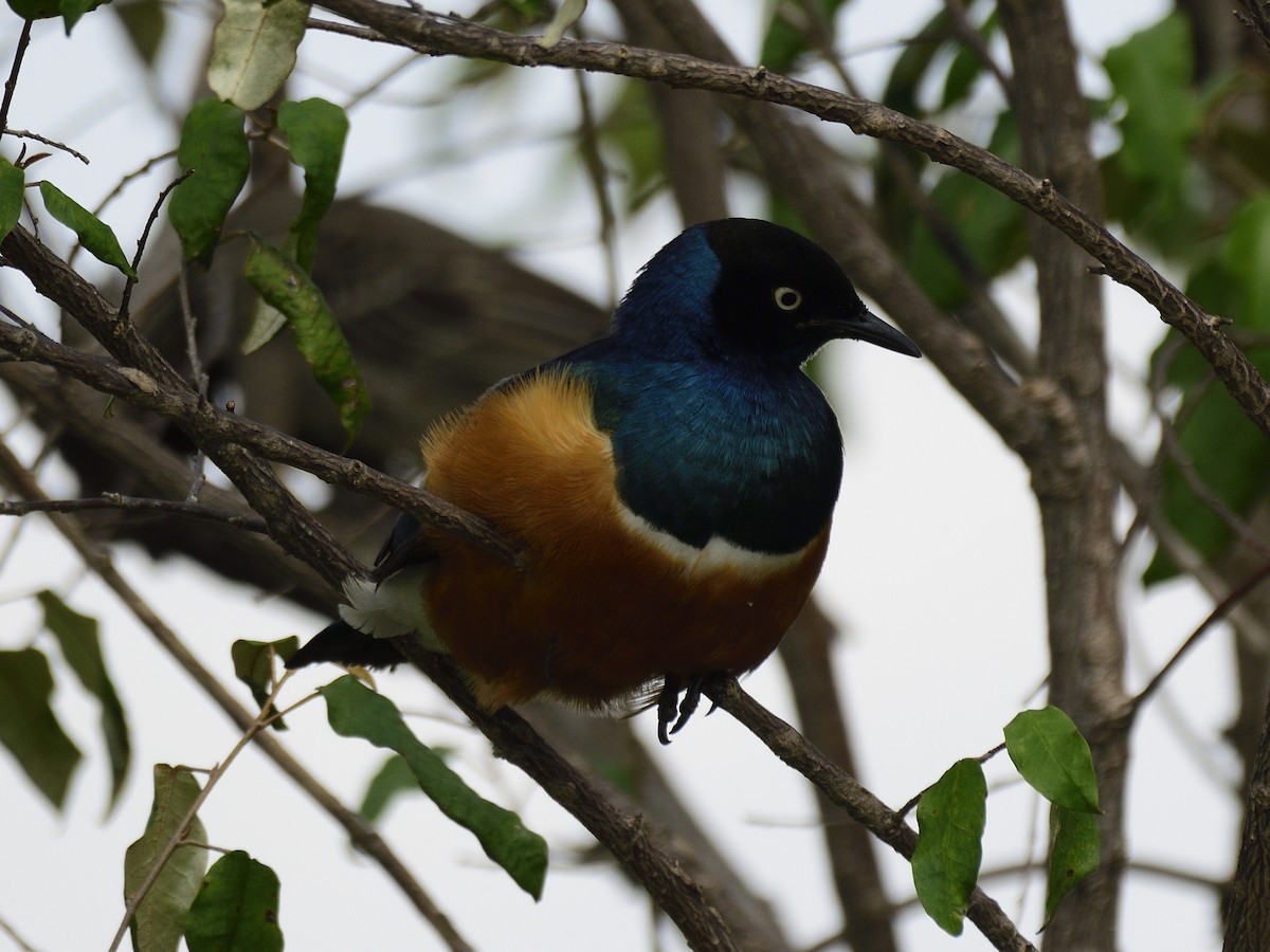 Superb Starling - ML620816964