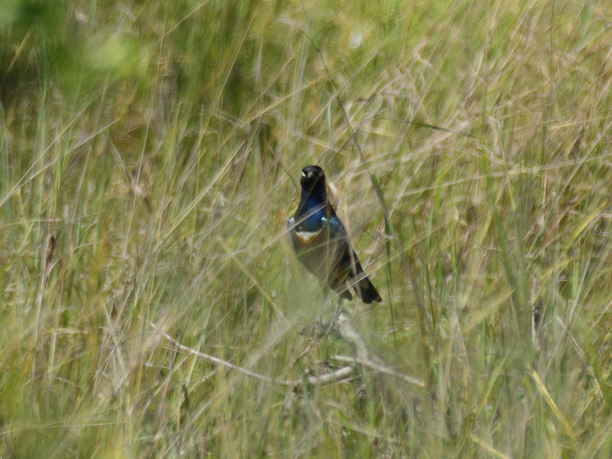 Superb Starling - ML620816965