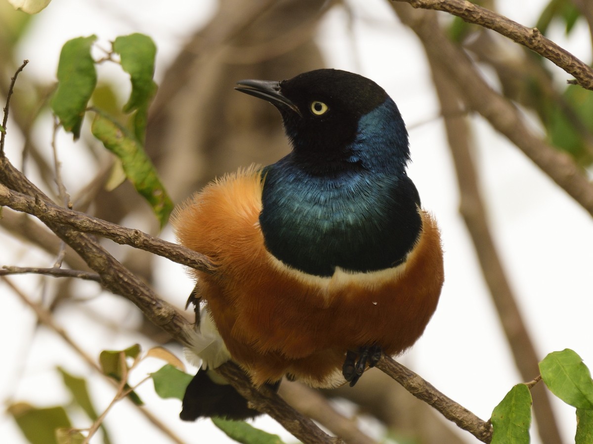 Superb Starling - ML620816966