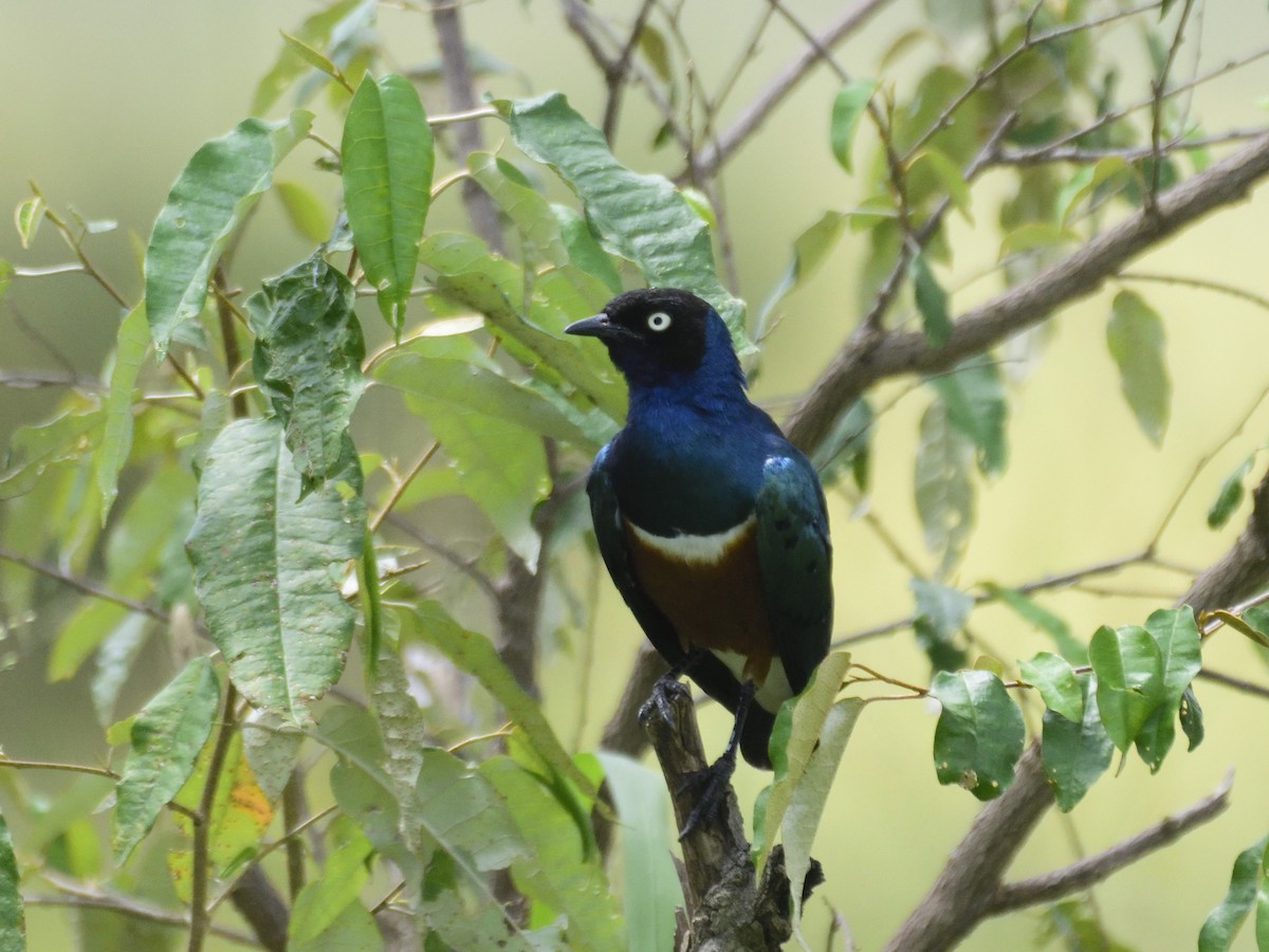 Superb Starling - MAYANK NAMDEO