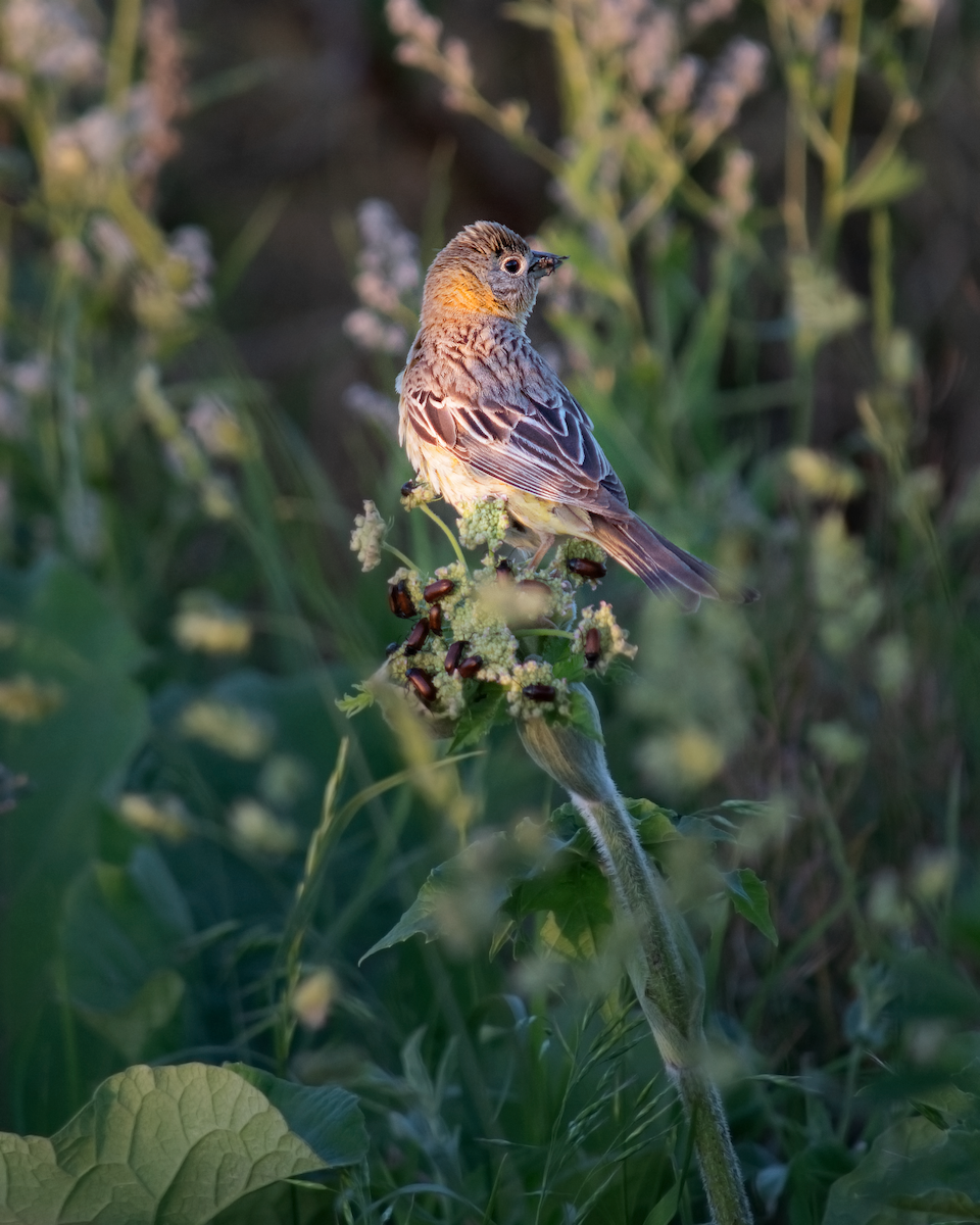 Black-headed Bunting - ML620816975