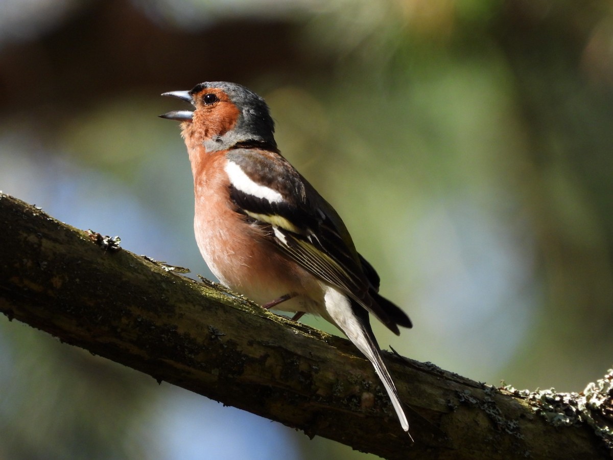 Common Chaffinch - ML620816976