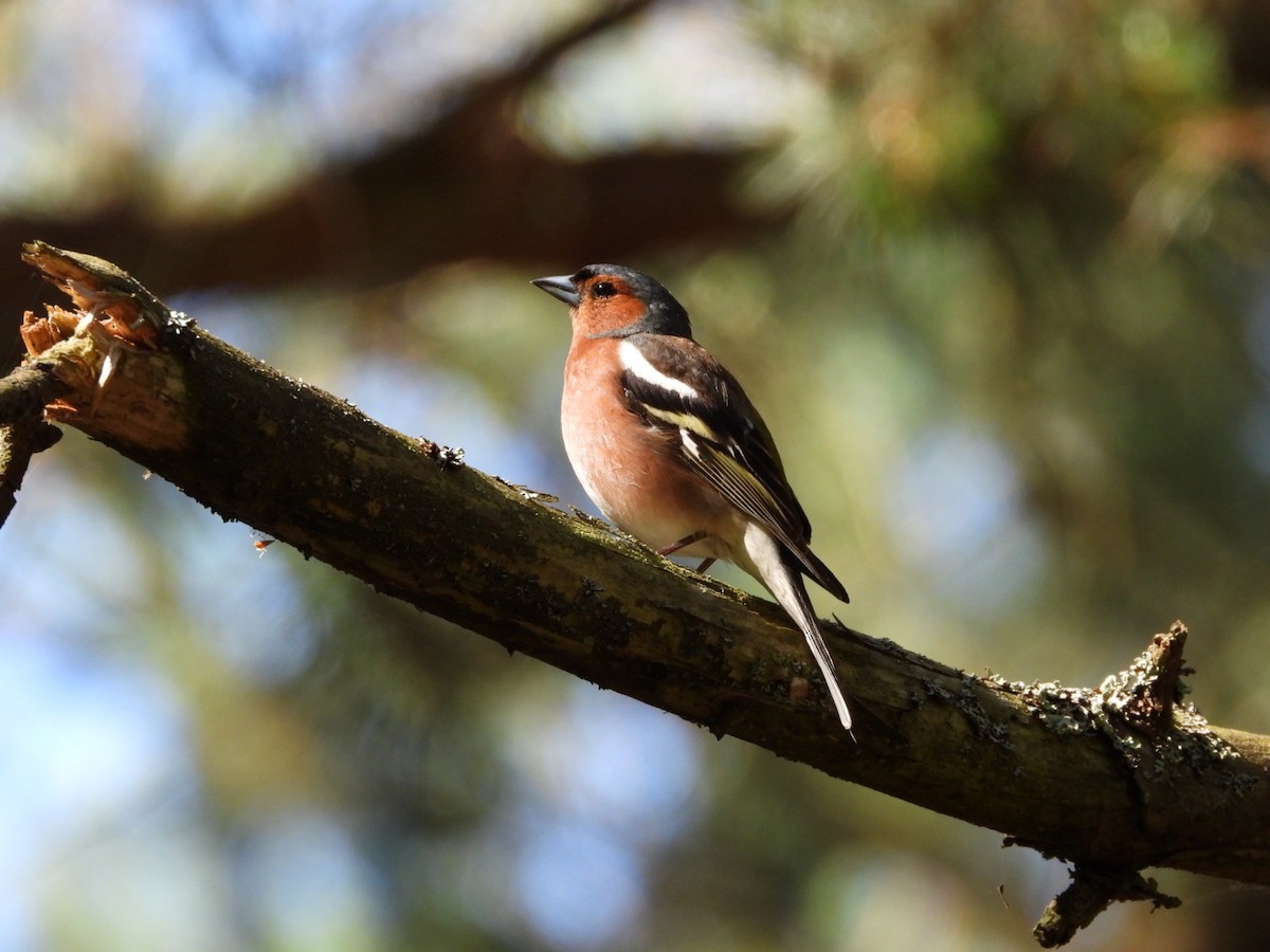 Common Chaffinch - ML620816977