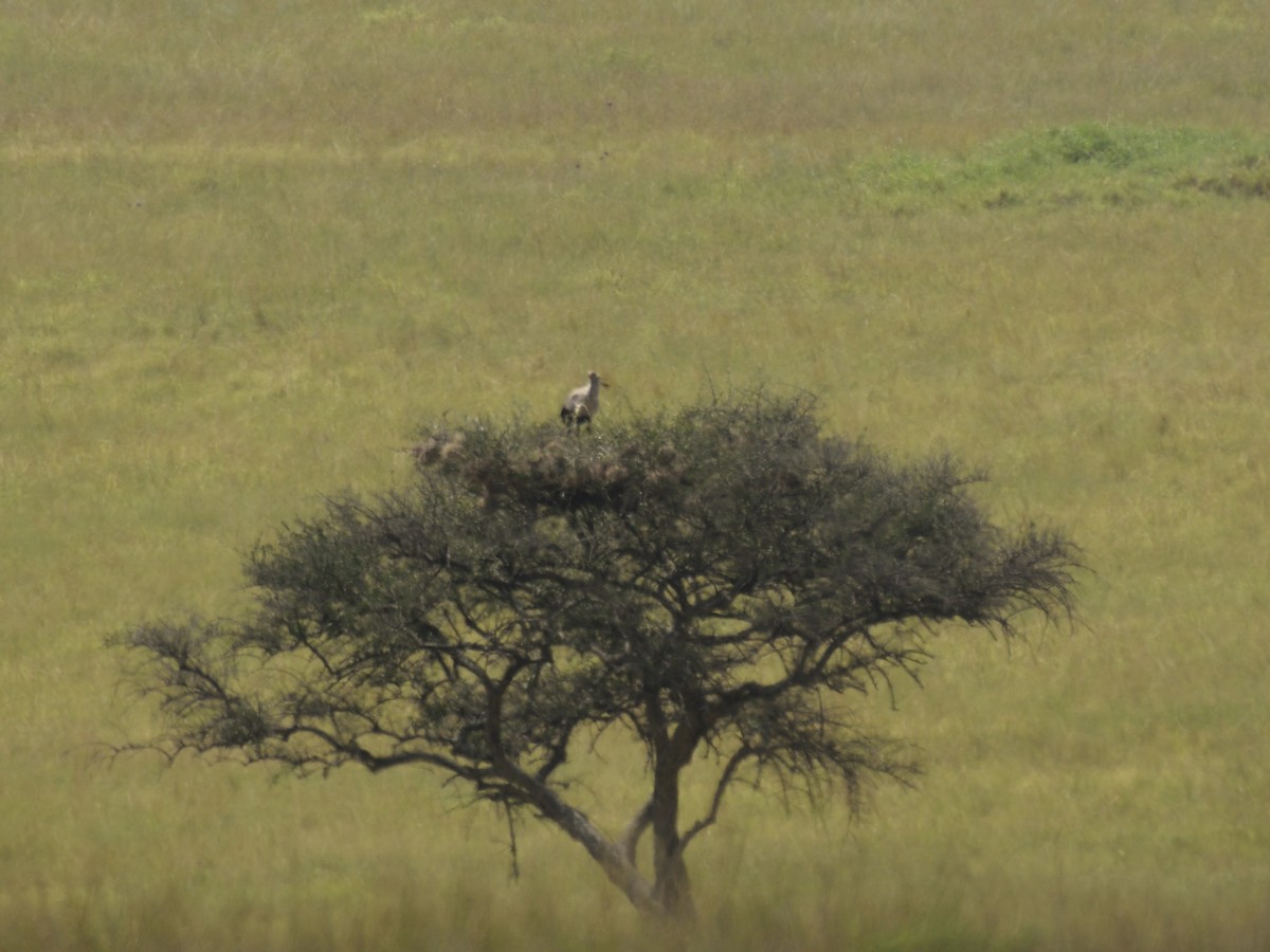 White Stork - ML620816978