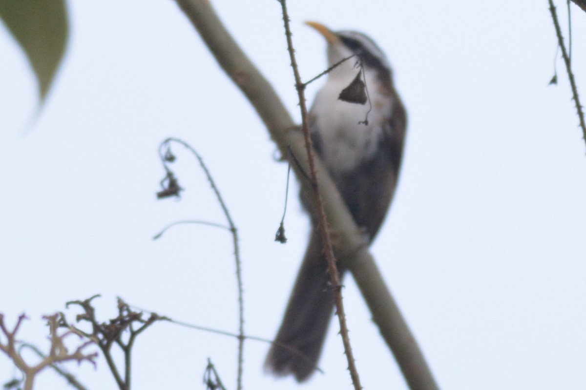 Indian Scimitar-Babbler - ML620816980