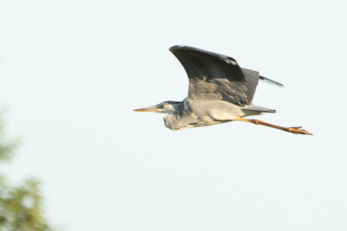 Gray Heron - ML620816981