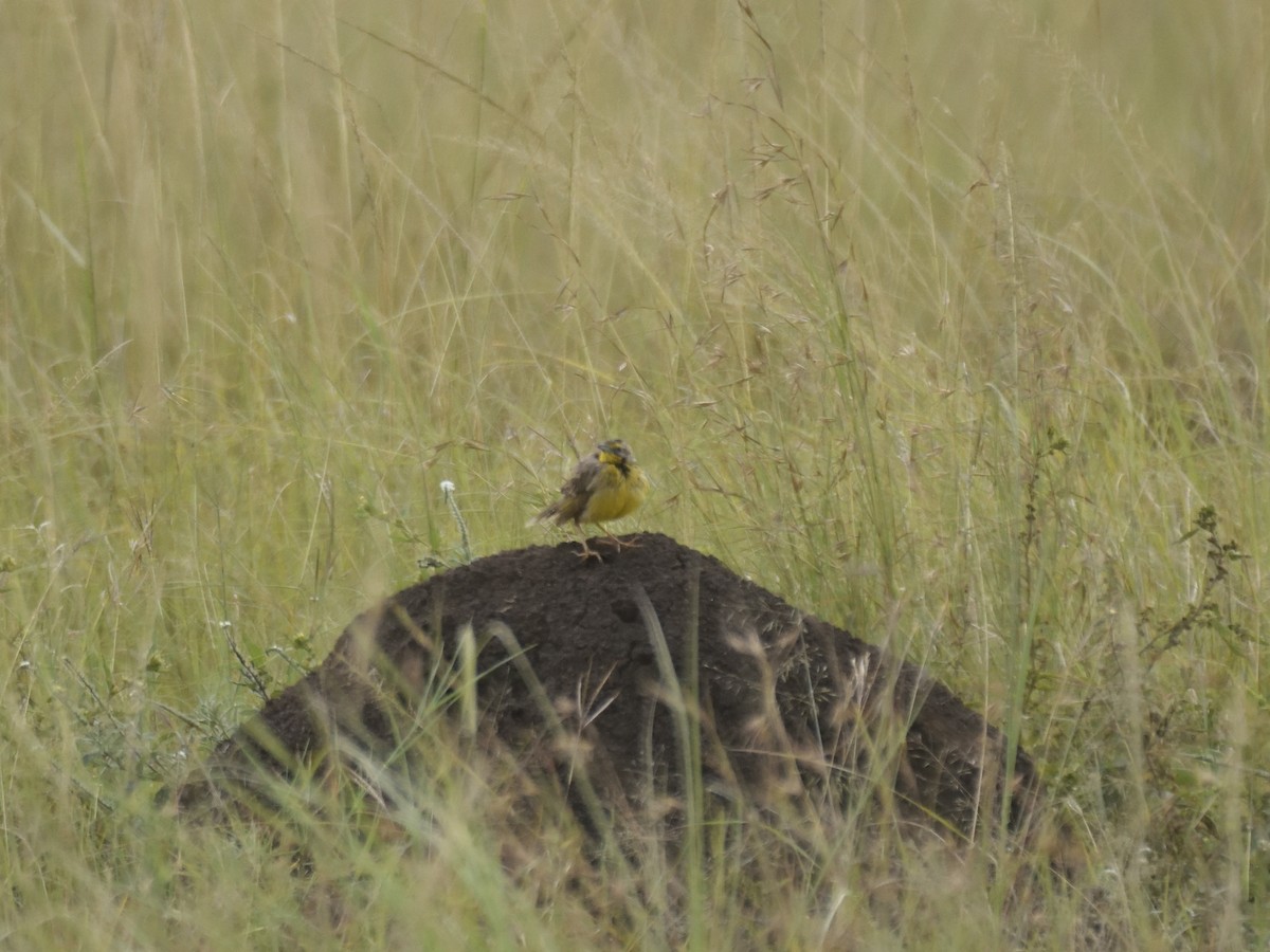 Yellow-throated Longclaw - ML620816983