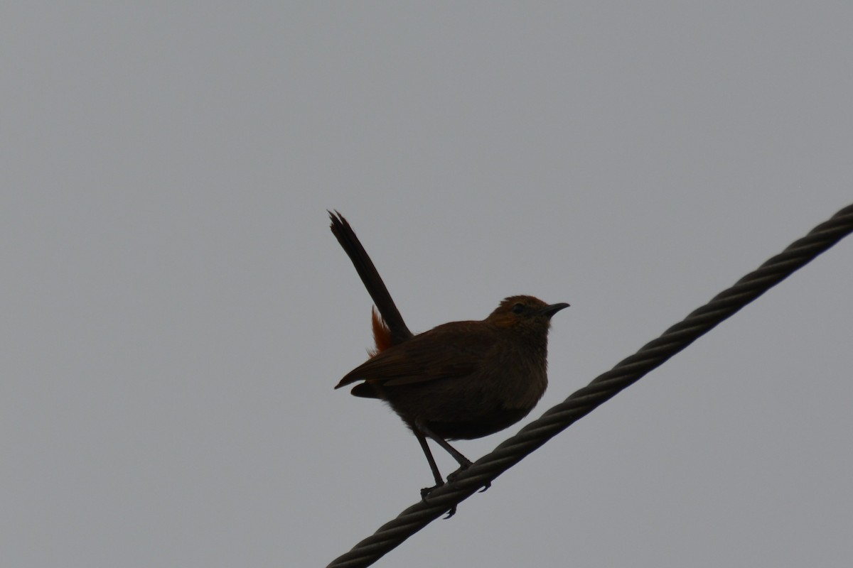 Indian Robin - ML620816989