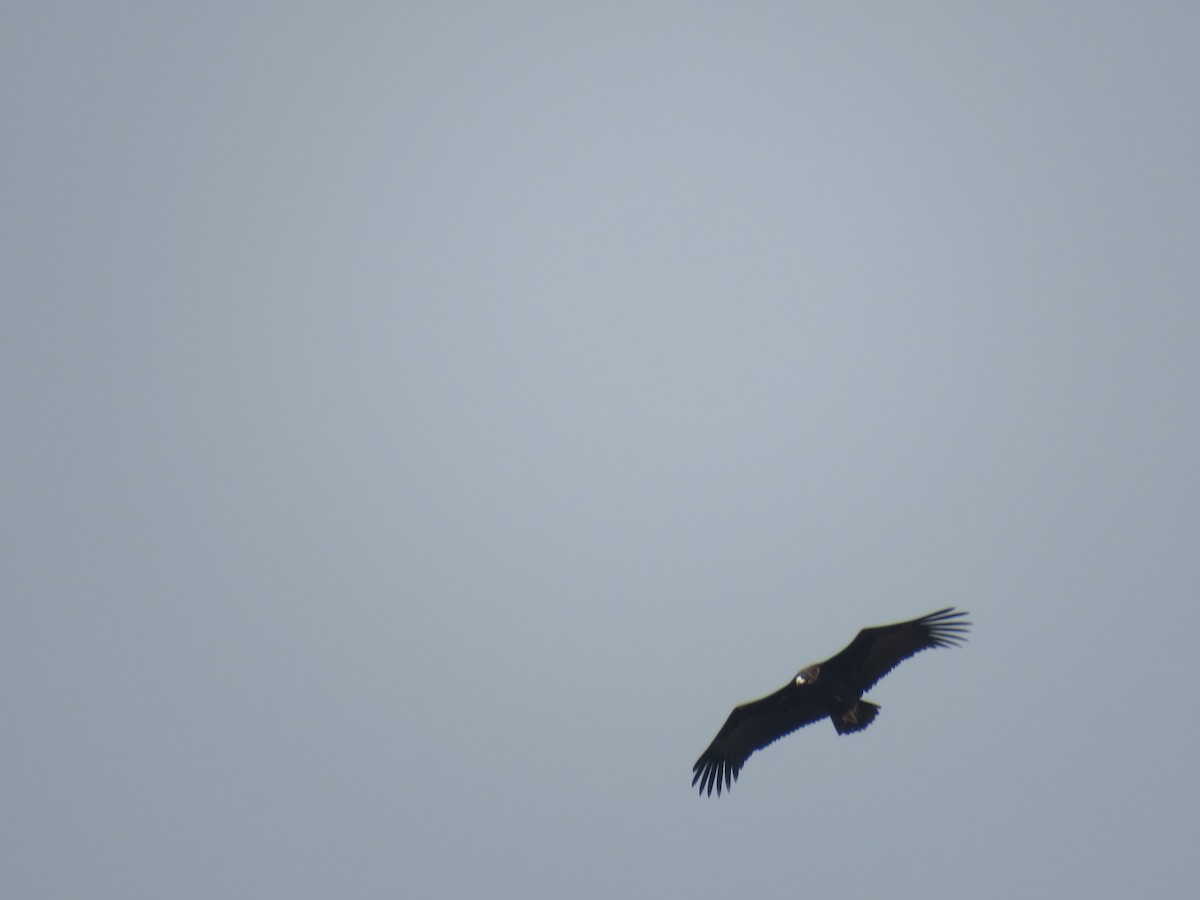 Cinereous Vulture - ML620816990