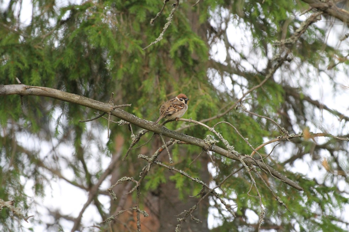 Eurasian Tree Sparrow - ML620816994