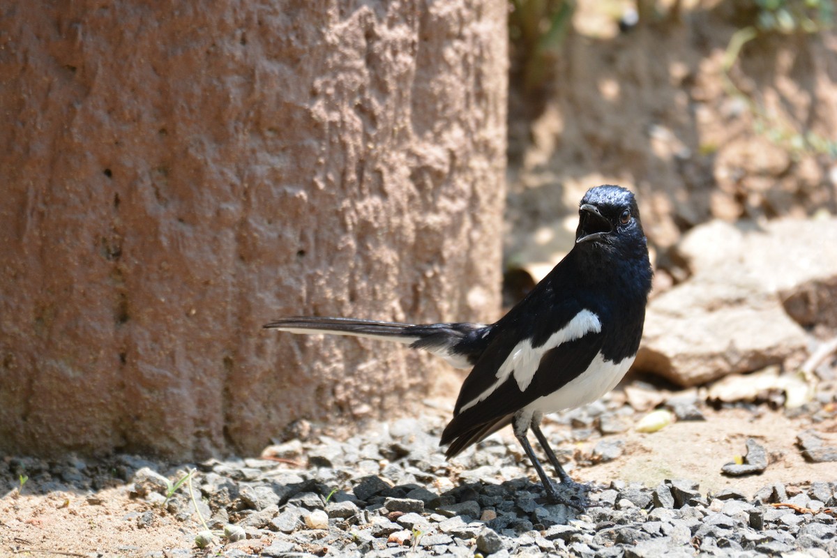 Oriental Magpie-Robin - Anand Ayyagari