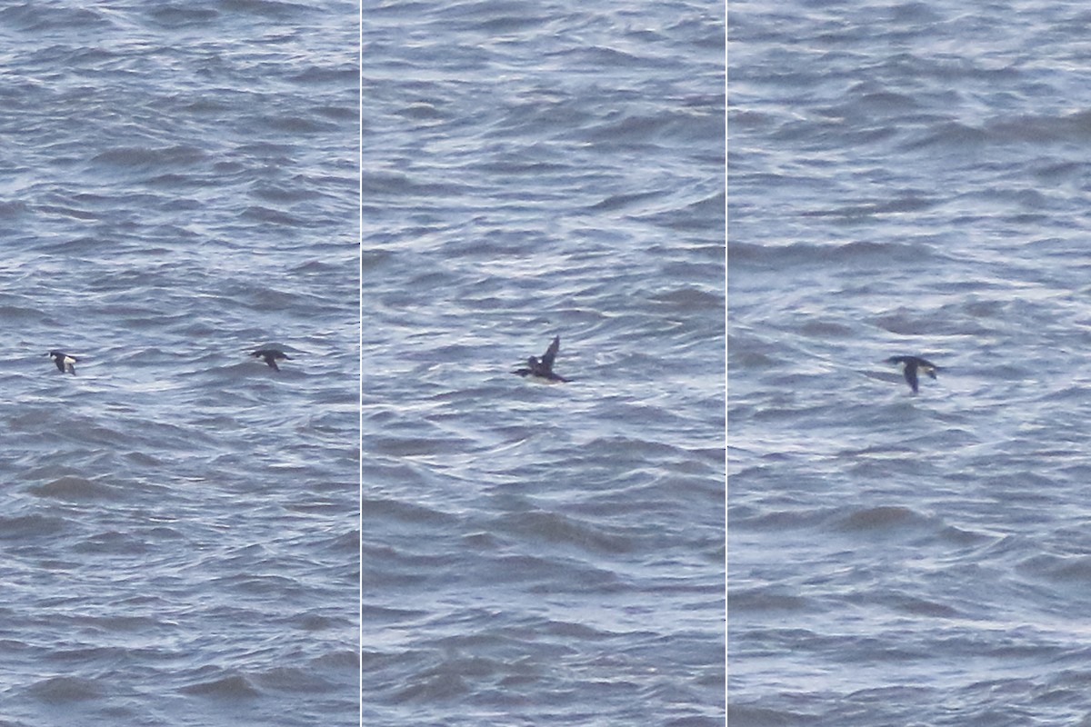 אורייה חייכנית - ML620816996