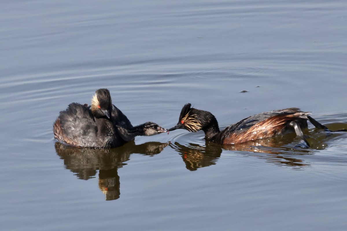 Eared Grebe - ML620816998