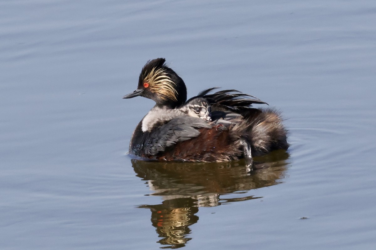 Eared Grebe - ML620816999