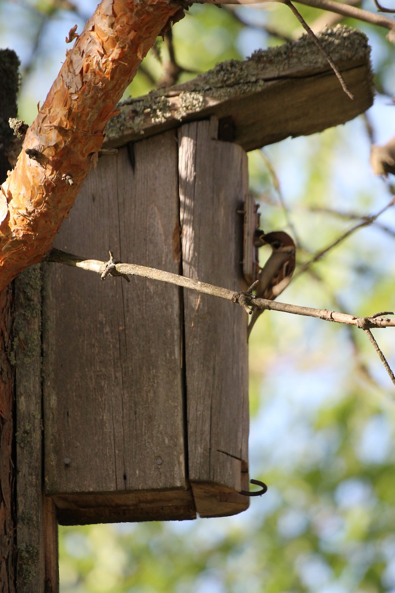 Eurasian Tree Sparrow - ML620817001