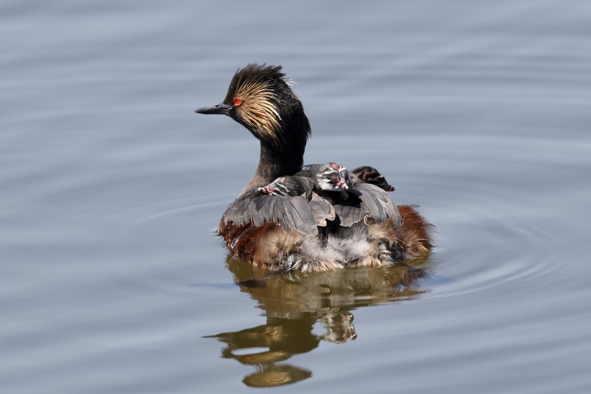 Eared Grebe - ML620817002