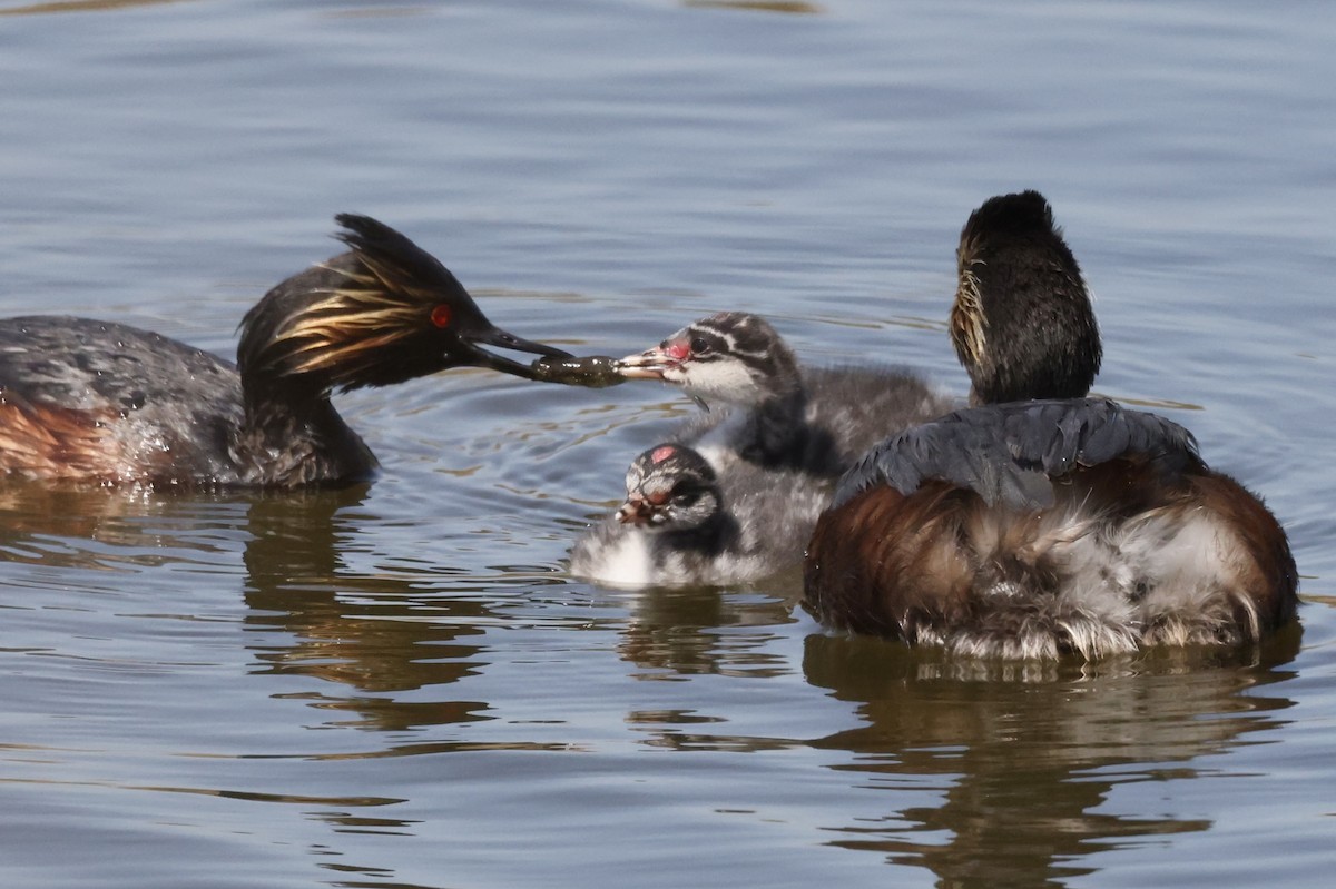 Eared Grebe - ML620817003