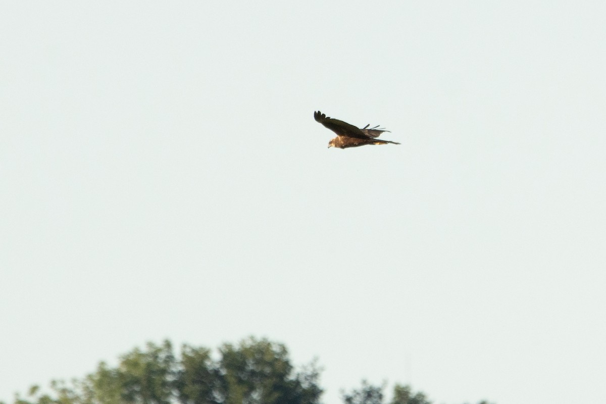 Western Marsh Harrier - ML620817006