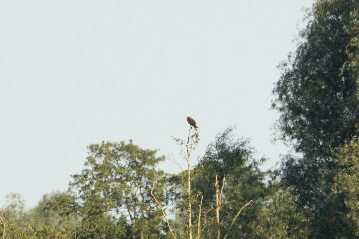 Western Marsh Harrier - ML620817007