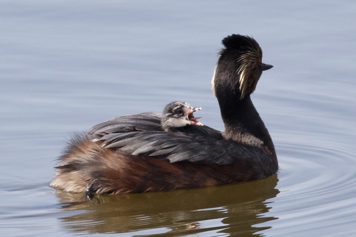 Eared Grebe - ML620817010